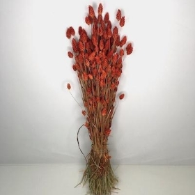 Dried Burnt Orange Phalaris 65cm
