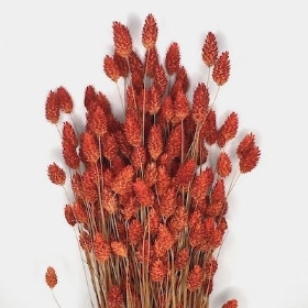 Dried Burnt Orange Phalaris 65cm
