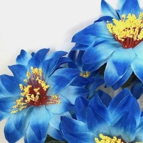 Blue Zinnia Bush 33cm