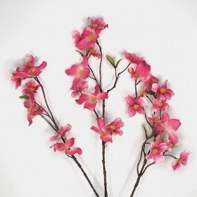 Cerise Dogwood 80cm