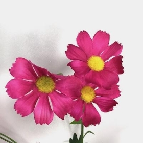Cerise Wild Cosmos 75cm