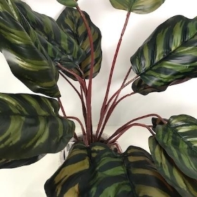 Calathea In White Pot 40cm