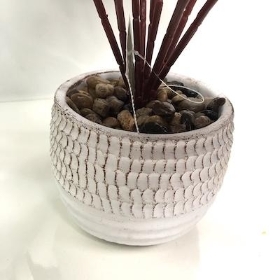 Calathea In White Pot 40cm