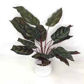 Calathea In White Pot 40cm