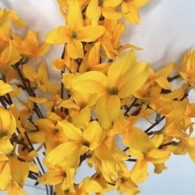 Dark Yellow Forsythia Bush 48cm