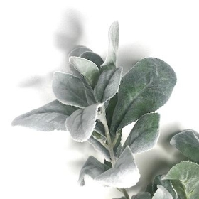 Green Lambs Ear 70cm 