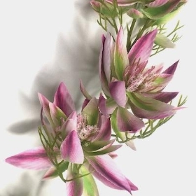 Plum Pink Leucadendron 66cm
