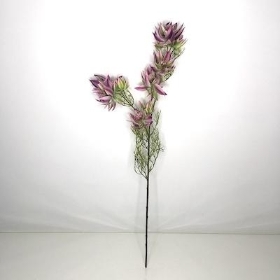 Plum Pink Leucadendron 66cm