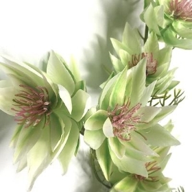 Light Green Leucadendron 66cm