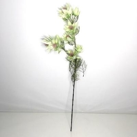 Light Green Leucadendron 66cm