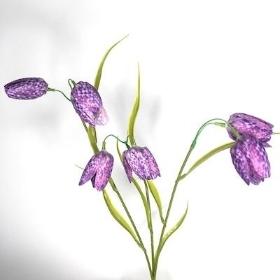 Purple Fritillaria 57cm