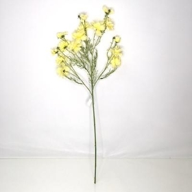 Pale Yellow Double Cosmos 71cm