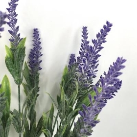 Lilac Frosted Lavender Bush 50cm