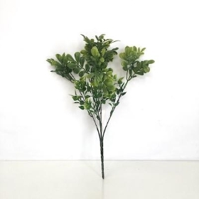 Green Ruta Bush 32cm
