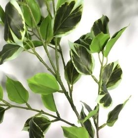 Variegated Ficus Spray 96cm