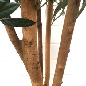 Olive Tree 150cm