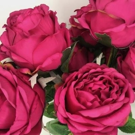 Cerise Peony Rose Bush 50cm