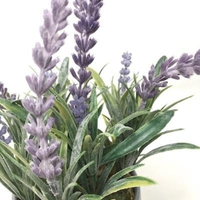 Lavender in Grey Pot 20cm