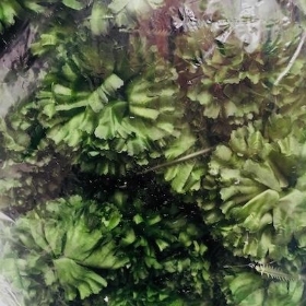 Green Carnation Heads x 144