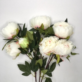 Large White Peony Bush 59cm