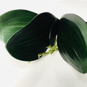 Orchid Leaves And Roots 23cm 