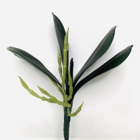 Orchid Leaves And Roots 23cm 