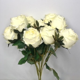 Ivory Peony Rose Bush 50cm