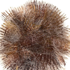Frosted Scabious Seedhead 84cm