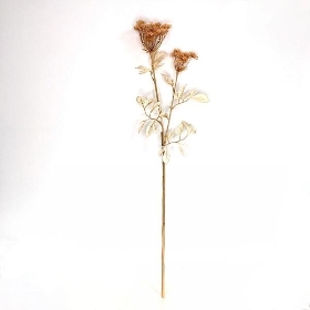 Caramel Queen Anne's Lace 74cm