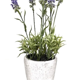Lavender Plant in Stone Pot 30cm