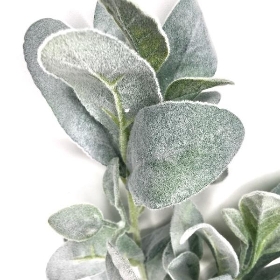 Green Lambs Ear Stem 75cm