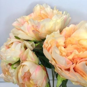 Peach Peony x 12 Heads