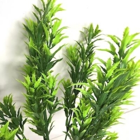 Mini Holly Bush 30cm
