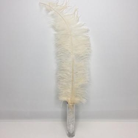 Cream Ostrich Feathers x 5