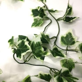 Variegated Trailing Ivy Bush 100cm