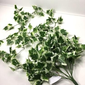 Variegated Trailing Ivy Bush 100cm