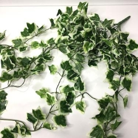 Variegated Trailing Ivy Bush 100cm