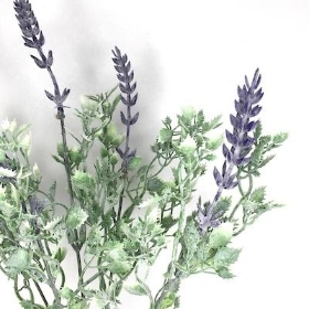 Ivory Lavender Bush 30cm