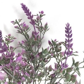 Lilac Lavender Bush 30cm