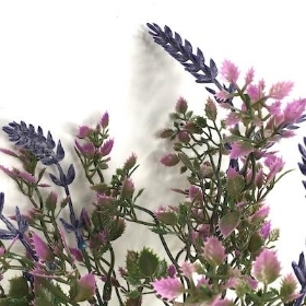 Purple Lavender Bush 30cm