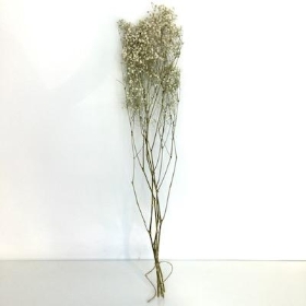 Dried White Gyp 70cm