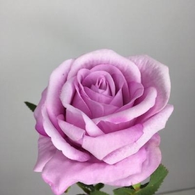 Lilac Velvet Rose 52cm