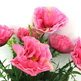 Pink Mini Peony Bush 31cm