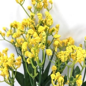 Yellow Gyp Bush 31cm