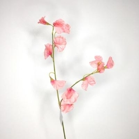 Pale Pink Sweetpea 46cm