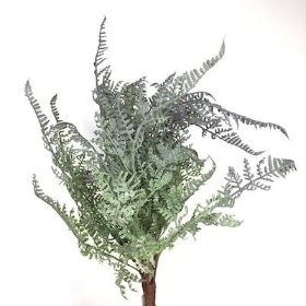 Lilac Fern Bush 35cm