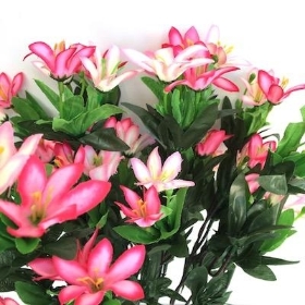 Pink Wild Lily Bush 40cm