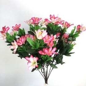 Pink Wild Lily Bush 40cm