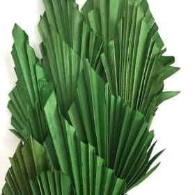 Dried Green Palm Spear 40cm x 10