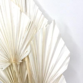 Dried Bleached Palm Spear 40cm x 10